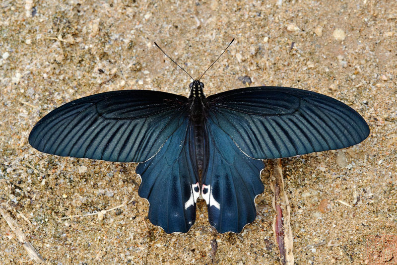 Papilio alcmenor alcmenor (The Redbreast)