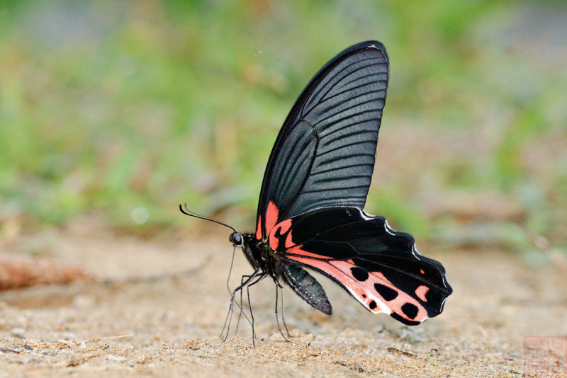 Papilio alcmenor alcmenor (The Redbreast)