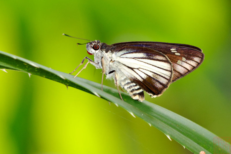Unkana ambasa attina (The Hoary Palmer)