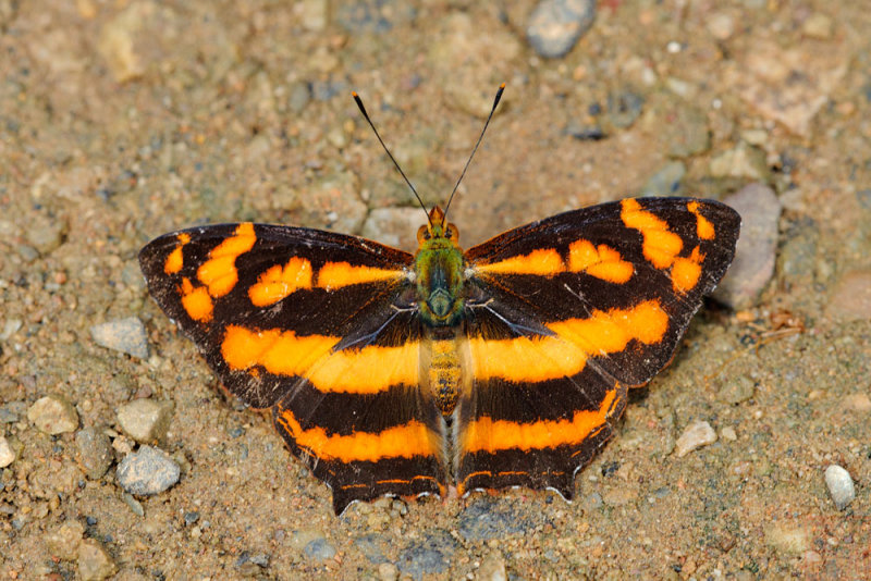 Symbrenthia lilaea lilaea (The Common Jester)