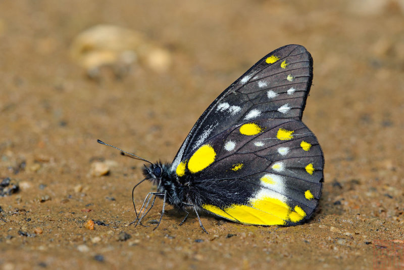 Delias belladonna hedybia (The Hill Jezebel)