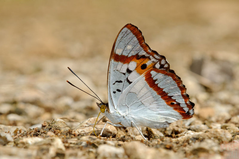 Mimathyma ambica miranda (The Indian Purple Emperor)
