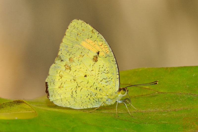Ixias pyrene yunnanensis (Yellow Orange Tip)