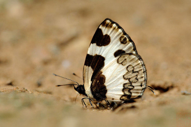 Caleta elna noliteia (The Elbowed Pierrot)