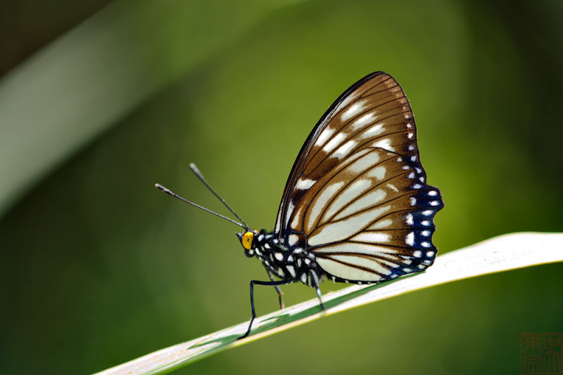 Euripus nyctelius nyctelius (The Courtesan)