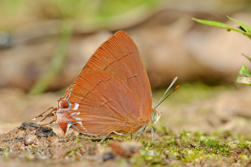 Remelana jangala ravata (Chocolate Royal)