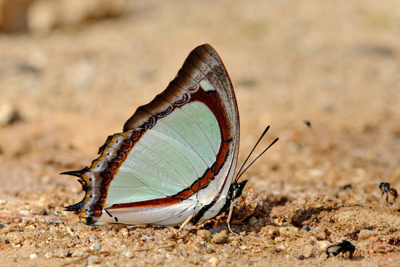 Polyura jalysus jalysus (The Indian Yellow Nawab)