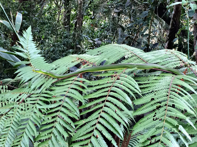 Gynyosoma oxycephhalum (Red-tailed Ratsnake)