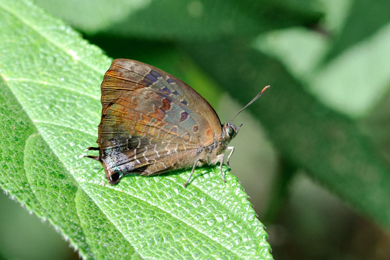 Arhopala bazalus zalinda