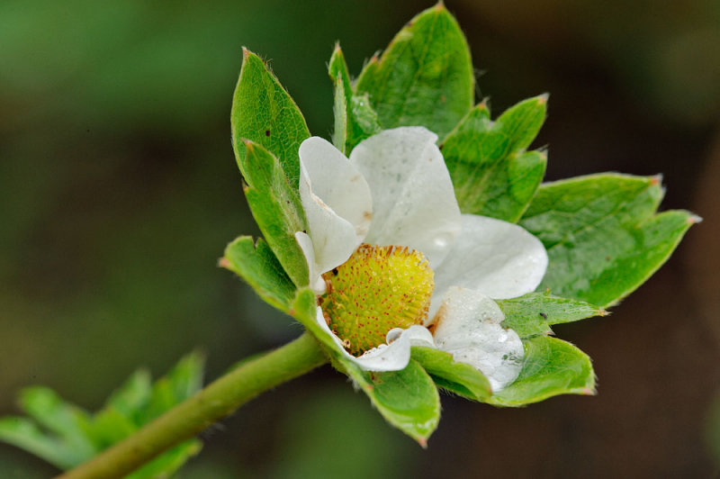 Strawberry flower