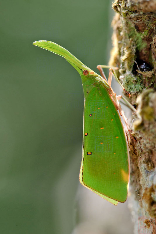 Pyrops shiinaorum
