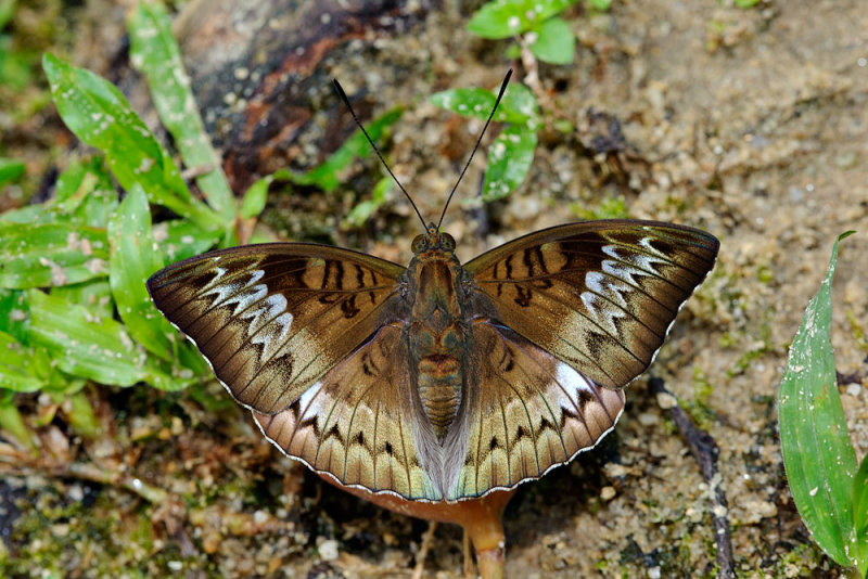 Euthalia monina monina  (The Malay Baron) -f. decorata