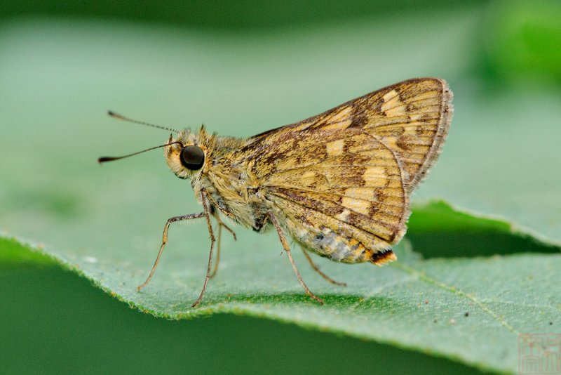 Potanthus trachala - female