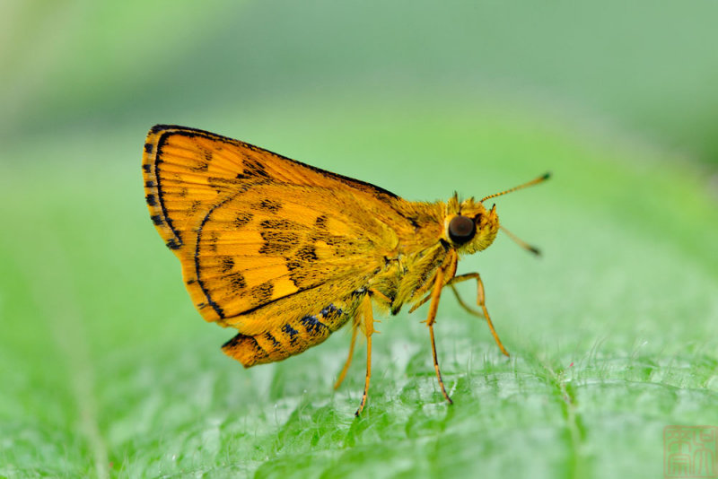 Potanthus ganda 