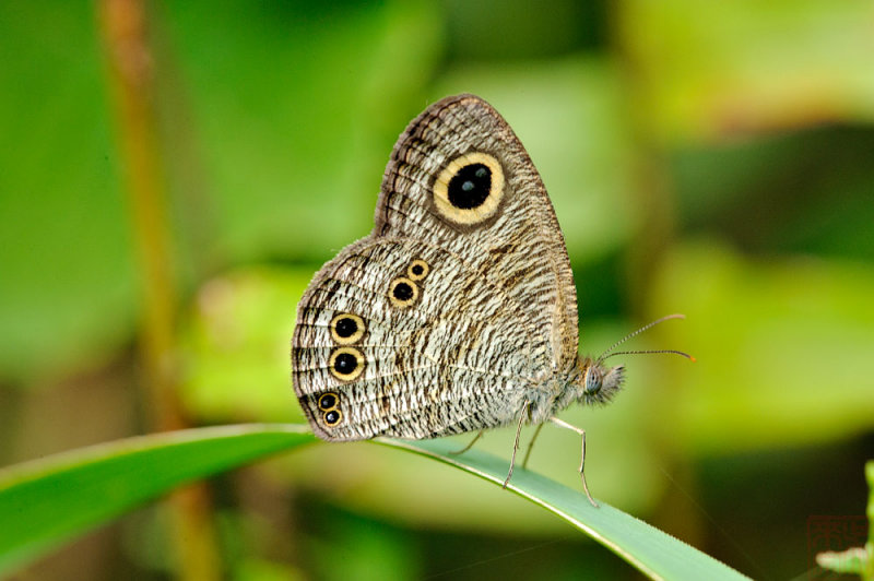 Ypthima baldus newboldi (Common Five Ring)