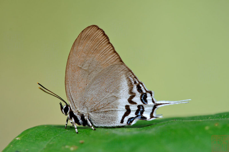 Ritra aurea volumnia (Orange Imperial)