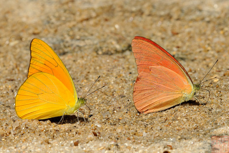 Appias nero figulna (Orange Albatross)