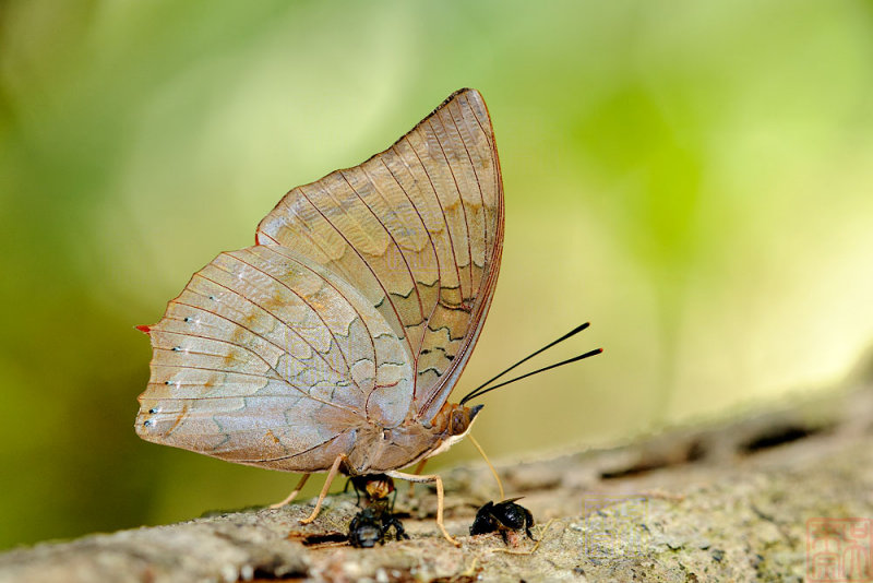 Charaxes bernardus crepax (The Tawny Rajah)