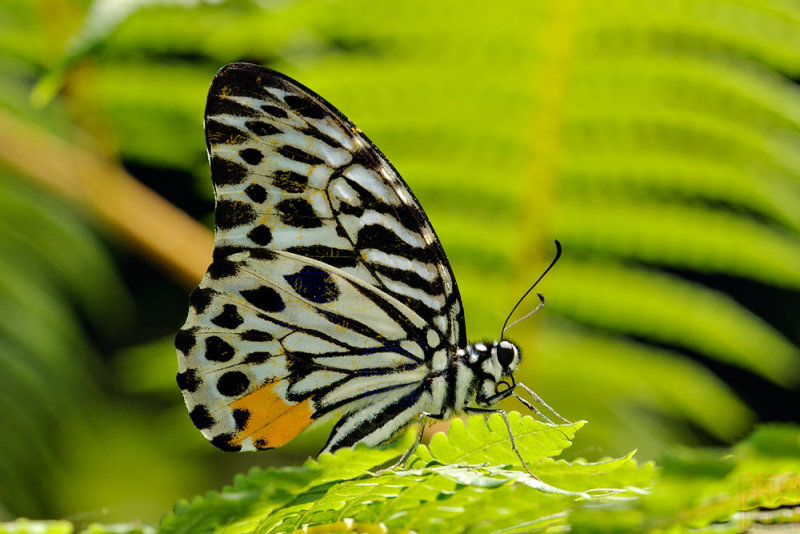 Graphium delessertii delessertii (The Malayan Zebra)