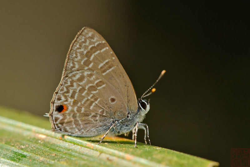 Anthene lycaenina miya (The Pointed Ciliate Blue)