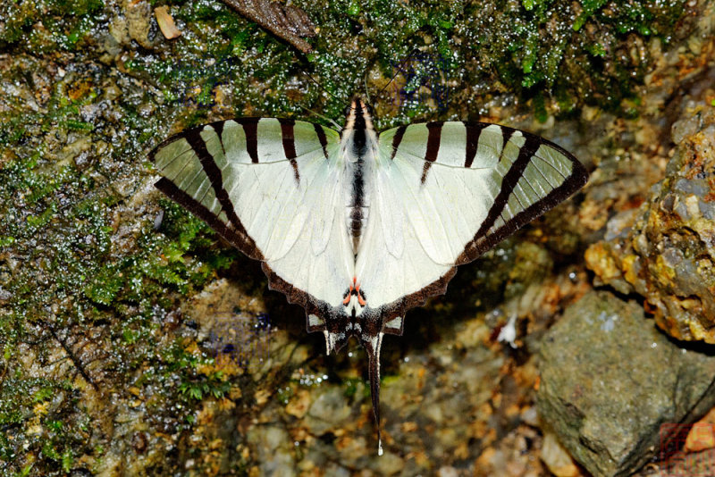 Graphium agetes iponus (The Four Bar Swordtail)
