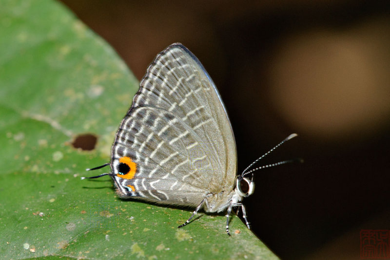 Jamides caeruleus caeruleus 