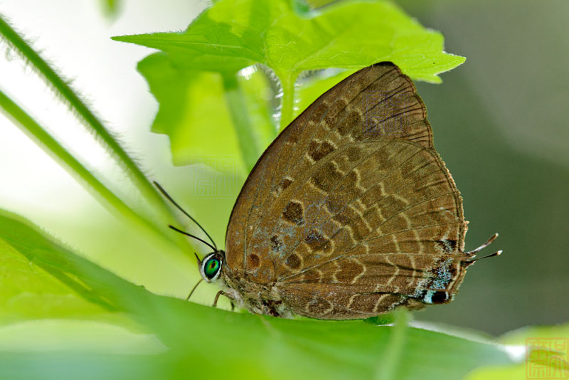 Arhopala eumolphus maxwelli (The Common Green Oakblue)