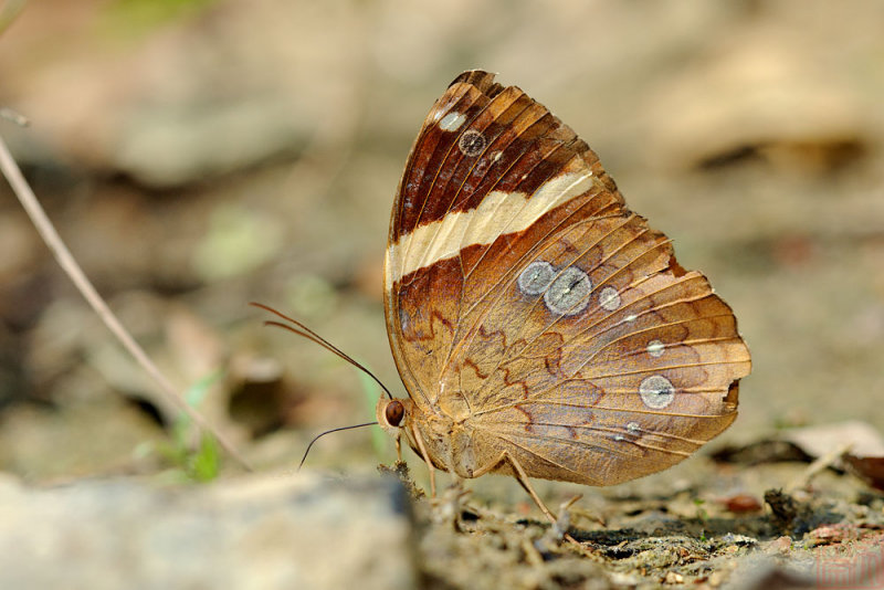 Xanthotaenia busiris busiris
