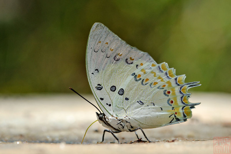 Polyura delphis concha (Jeweled Nawab)