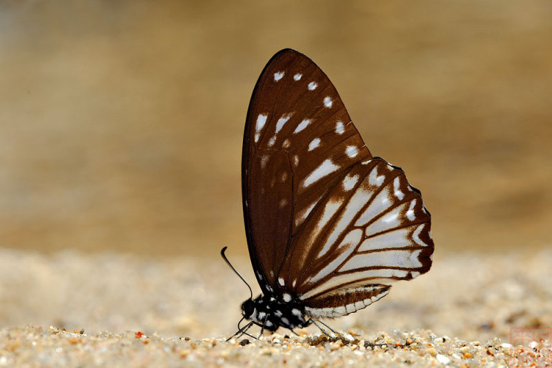 Graphium ramaceus pendleburyi (Pendleburys Zebra)