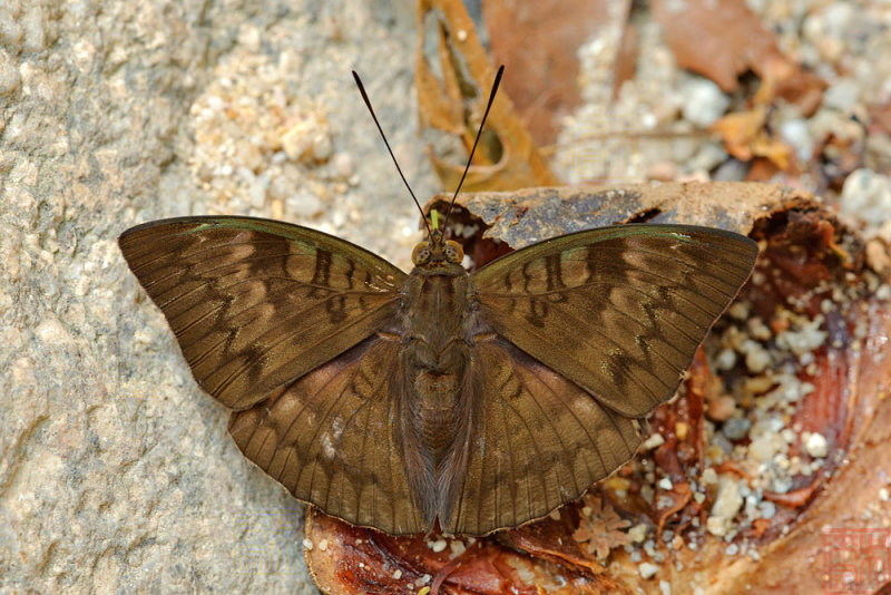 Euthalia monina monina (Malay Baron)
