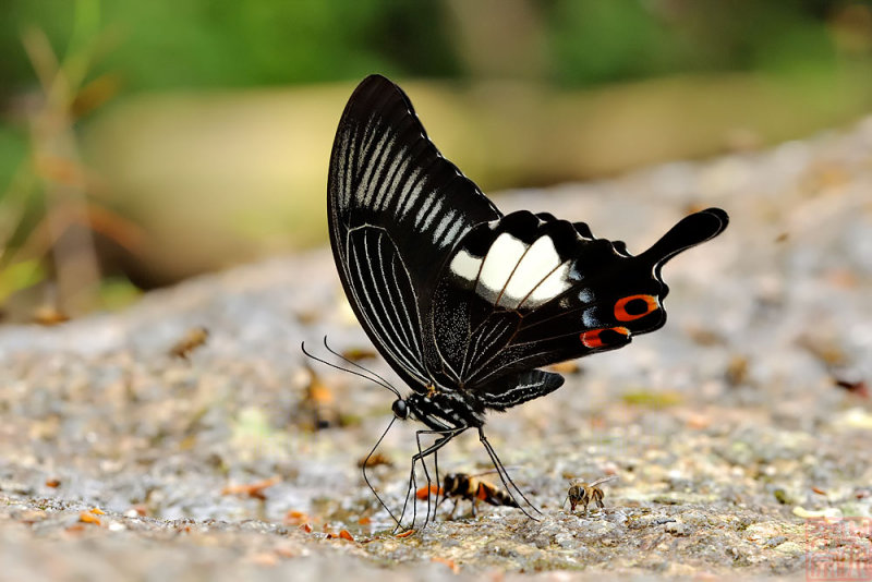 Papilio iswara iswara (The Great Helen)