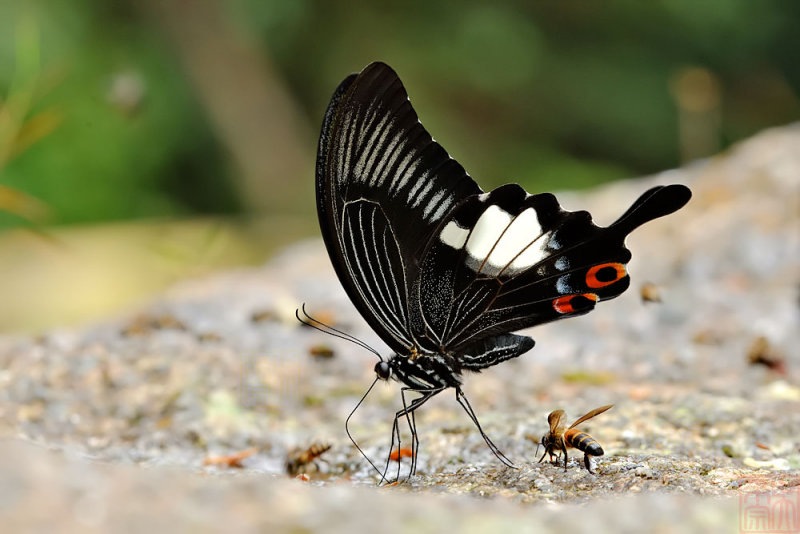 Papilio iswara iswara (The Great Helen)