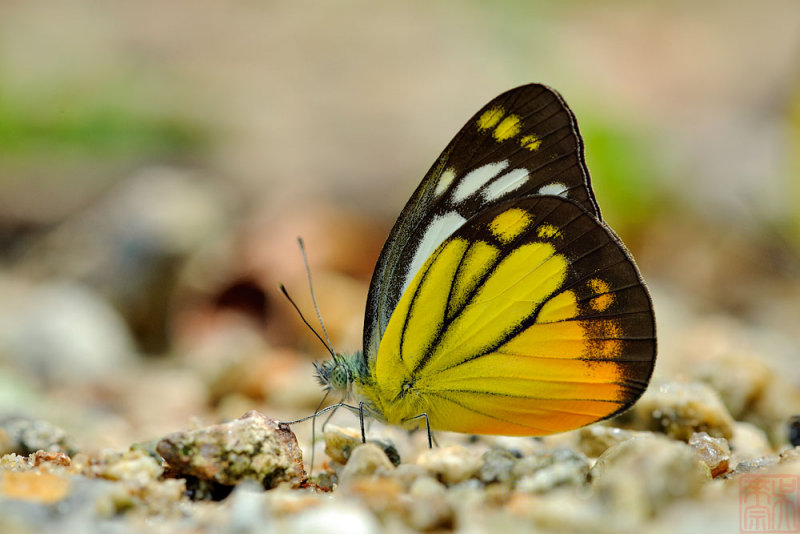 Cepora iudith malaya (The Orange Gull)