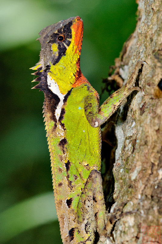 Acanthosaura lepidogaster