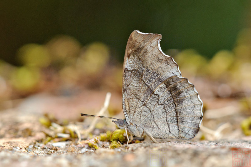 Laringa horsfieldi glaucescens (The Banded Dandy)