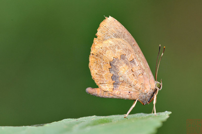 Miletus croton croton (Plain Brownie)