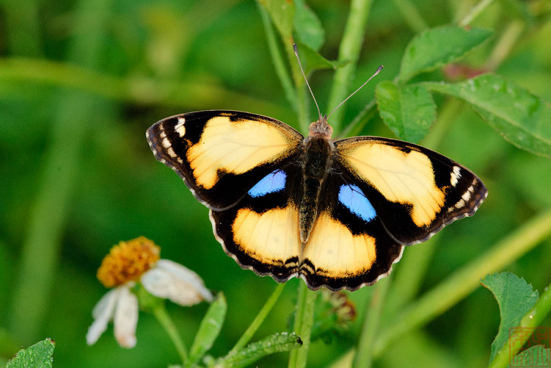 Junonia hierta hierta (Yellow Pansy)