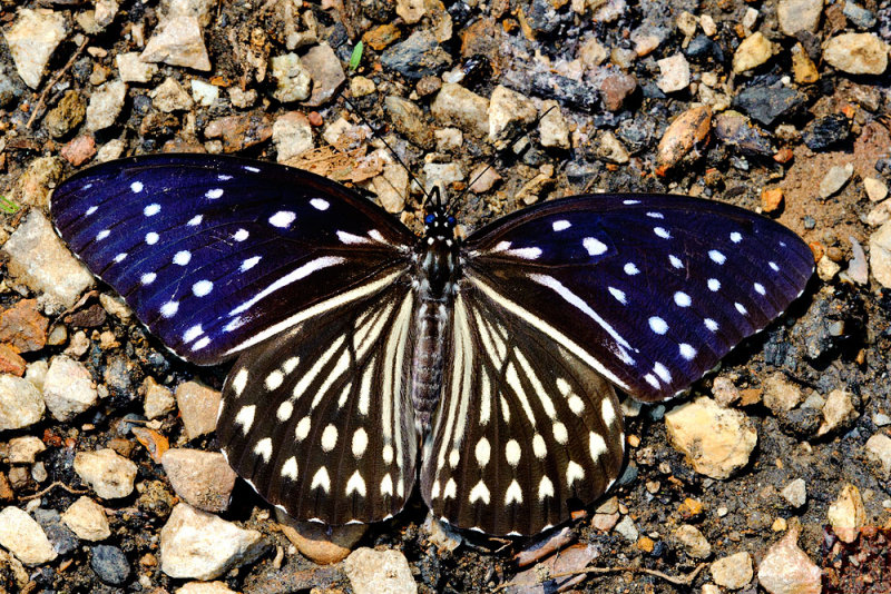 Penthema darlisa melema (The Blue Kaiser)