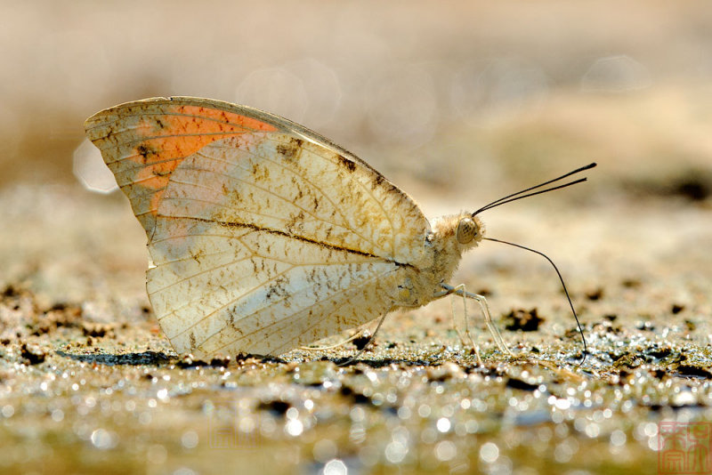Hebomoia glaucippe glaucippe (The Great Orange Tip)