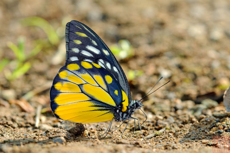 Prioneris thestylis thestylis (Spotted Sawtooth)