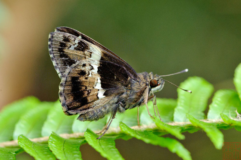 Hyarotis adrastus praba (Tree Flitter)