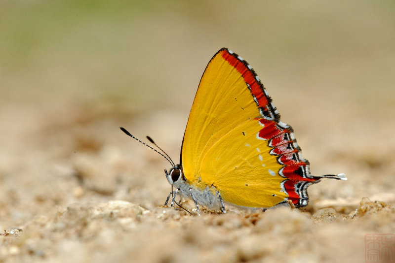 Heliophorus indicus (The Indian Purple Sapphire)