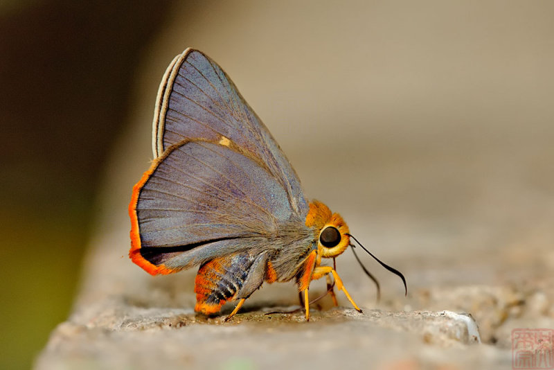 Bibasis mahintha (The Red-brick Awlet)
