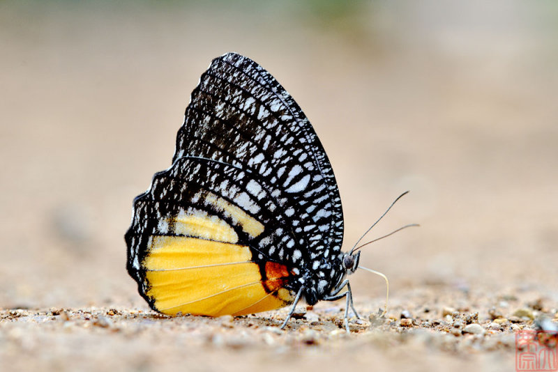 Elymnias vasudeva burmensis (The Jezebel Palmfly)