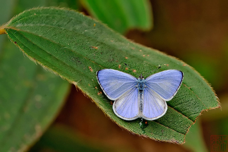 Udara dilecta dilecta (Pale Hedge Blue)