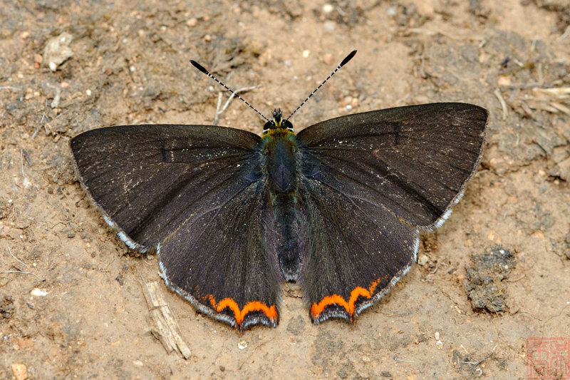 Heliophorus evanta  (The Dusky Sapphire)