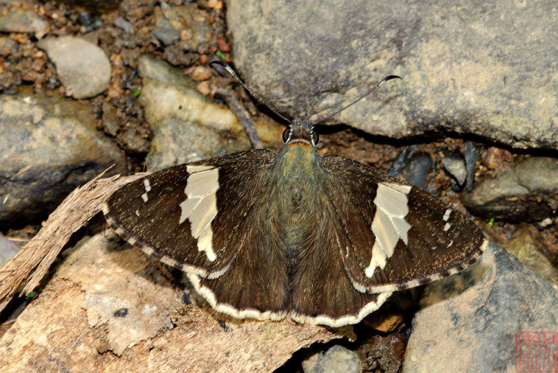 Lobocla liliana liliana (Marbled Flat)