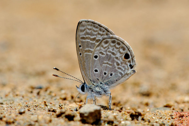 Azanus urios (The Babul Blue)