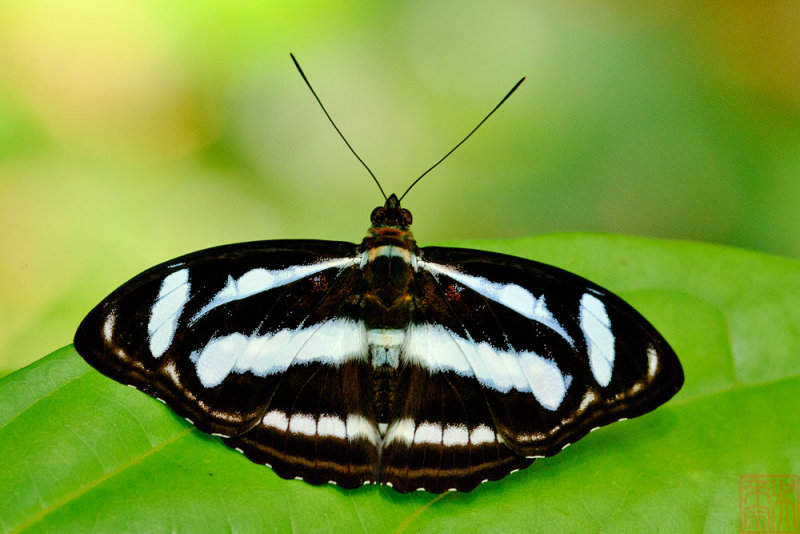 Athyma nefte subrata (The Color Sergeant)